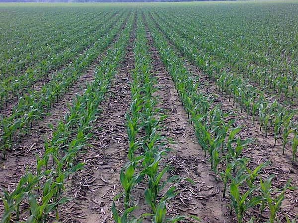 Twin Row Maize